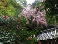 五色八重散椿と枝垂桜