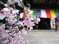 富士シダレ桜のアップ