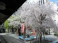 寺務所前の枝垂桜