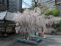 枝垂桜と寺務所