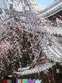 枝垂桜と本堂