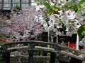 大島桜のアップ