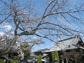 咲き始めのソメイヨシノと元三大師堂