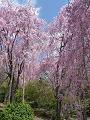 桜苑の満開の八重紅枝垂桜