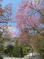 参道の桜2