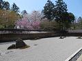 石庭の八重紅枝垂桜とソメイヨシノ