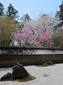 石庭の八重紅枝垂桜とソメイヨシノ2