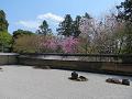 石庭の八重紅枝垂桜とソメイヨシノ3