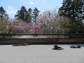 石庭の八重紅枝垂桜とソメイヨシノ4