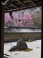 石庭の八重紅枝垂桜とソメイヨシノ5