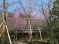 八重紅枝垂桜と方丈の屋根
