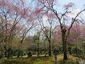 桜苑の八重紅枝垂桜2