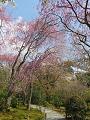 桜苑の八重紅枝垂桜3