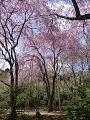 桜苑の八重紅枝垂桜