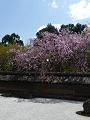 石庭の満開の八重紅枝垂桜2