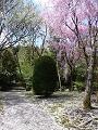 桜苑に散る桜の花弁