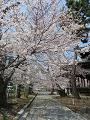 参道の桜3