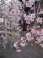 枝垂桜のアップ
