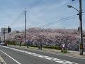 桜色のドーム