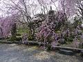 並んだ枝垂桜