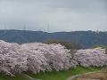 桜並木と天王山
