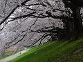 桜と芝生の斜面