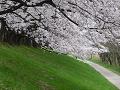 桜と芝生の斜面2