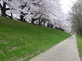 桜並木と遊歩道