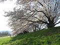 桜と芝生の斜面3