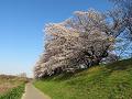桜並木と遊歩道2