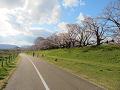 遊歩道と咲き始めのソメイヨシノ