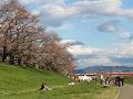 芝生と咲き始めのソメイヨシノ