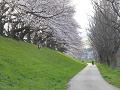遊歩道と咲き始めのソメイヨシノ2