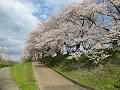 桜並木と遊歩道3