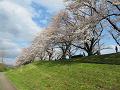 見上げる満開の桜並木