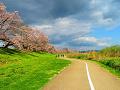 満開の桜並木と芝生と遊歩道
