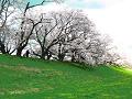 桜と芝生の斜面5