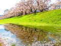 水たまりに映る桜並木