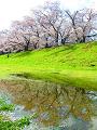 水たまりに映る桜並木2
