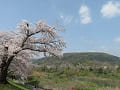 桜と天王山