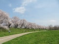 芝生と満開の桜並木