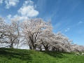見上げる青空と満開の桜並木