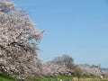 青空とどこまでも続く満開の桜並木