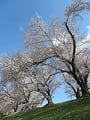 青空と芝生と満開の桜並木