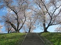 階段と満開の桜