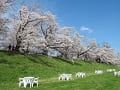 芝生の上のテーブルと満開の桜並木