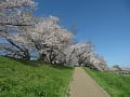見上げる満開の桜並木