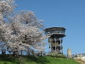 展望塔と満開の桜