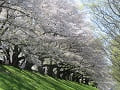 芝生と満開の桜並木