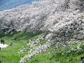 芝生と満開の桜並木